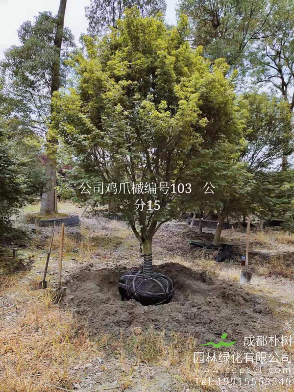 15公分精品鸡爪槭-高度4.5米-冠幅4米-价格5800元苗圃新货